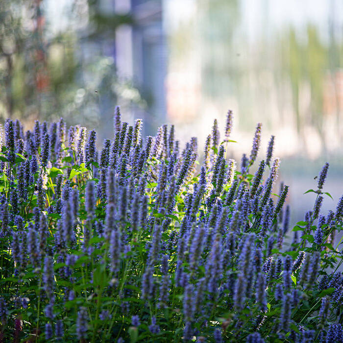 1B2A2943_10_700pixel