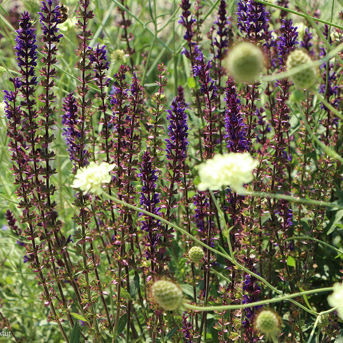 2022-07-20_107_Nitschke_14_10_700pixel