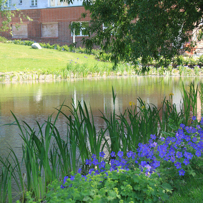 342_07_teichbepflanzung_10_700pixel