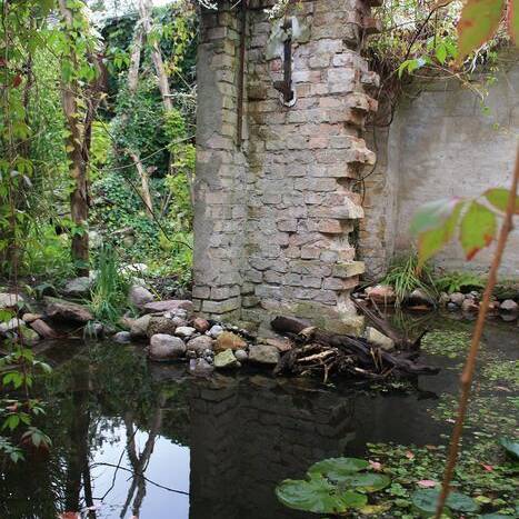 Bild-6-Teich_10_700pixel