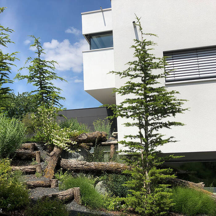 IMG_6667_10_700pixel