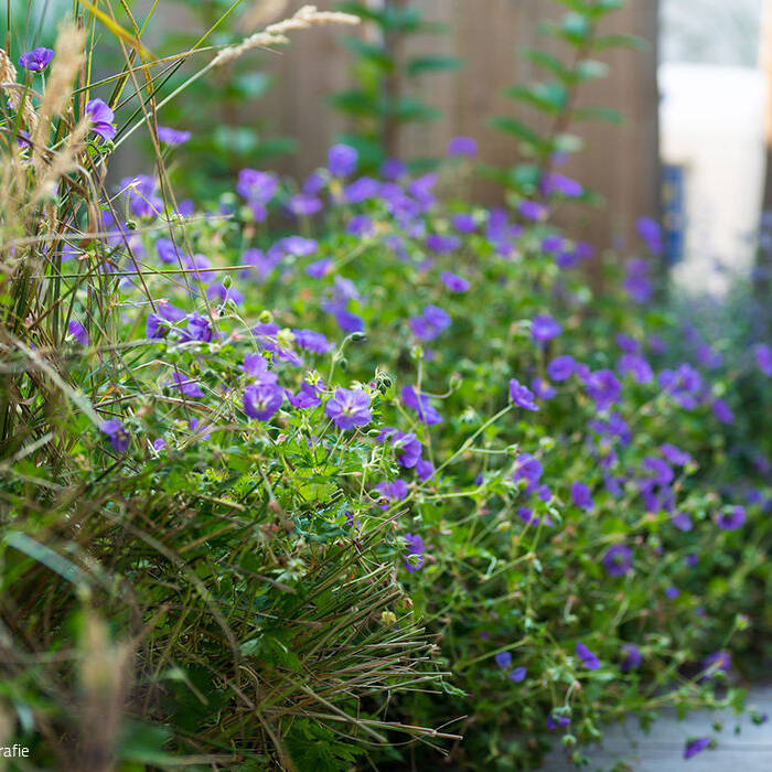 LydiaMitterhuberFotografie_GartenmitPool_Druck-25_10_700pixel