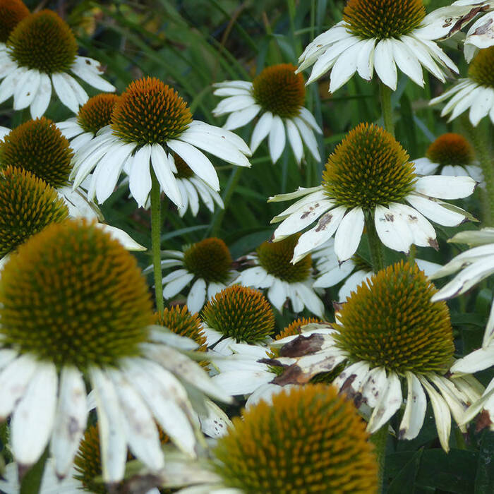 P1140399_10_700pixel