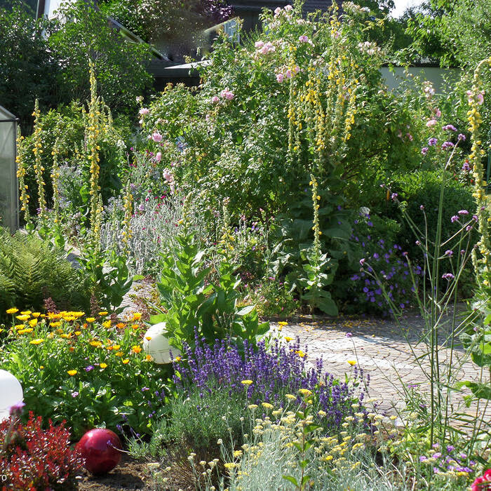 SAM_1641_15_700pixel