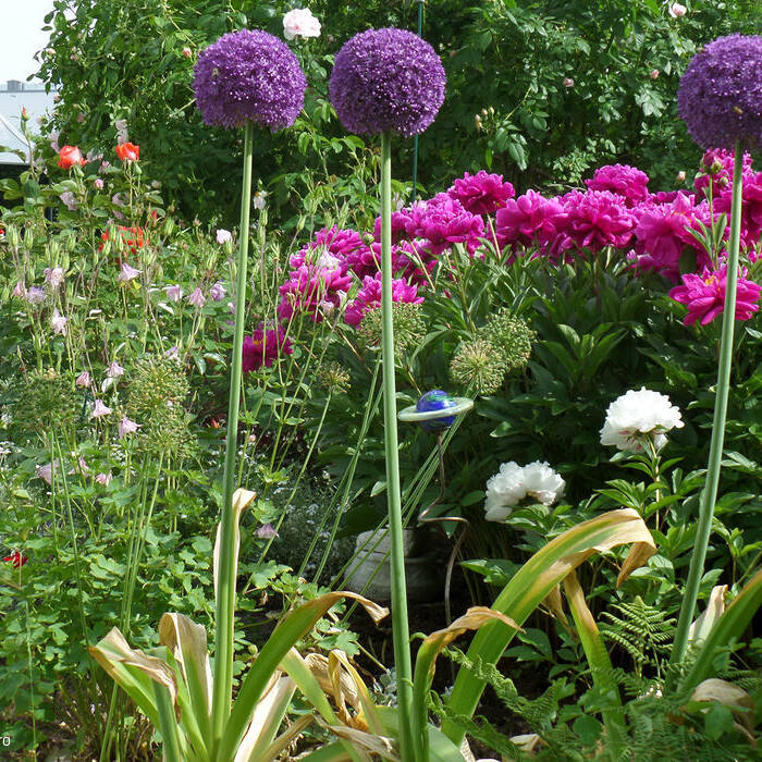 SAM_5204_15_700pixel