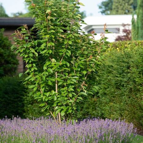 _TSC7738_10_700pixel