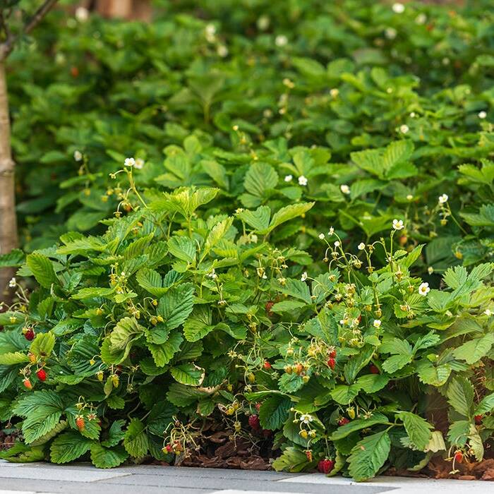 _TSC7752_10_700pixel